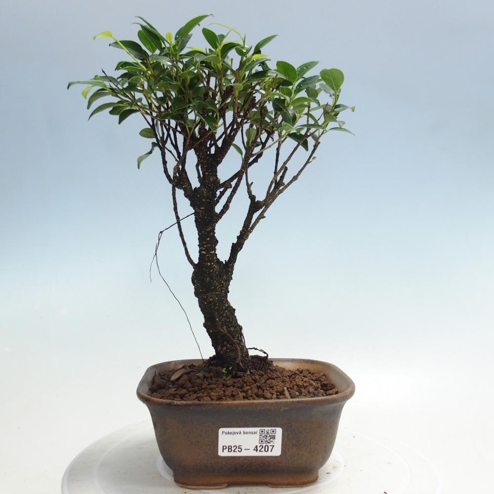Zimmerbonsai - Ficus retusa - Kleinblättriger Ficus