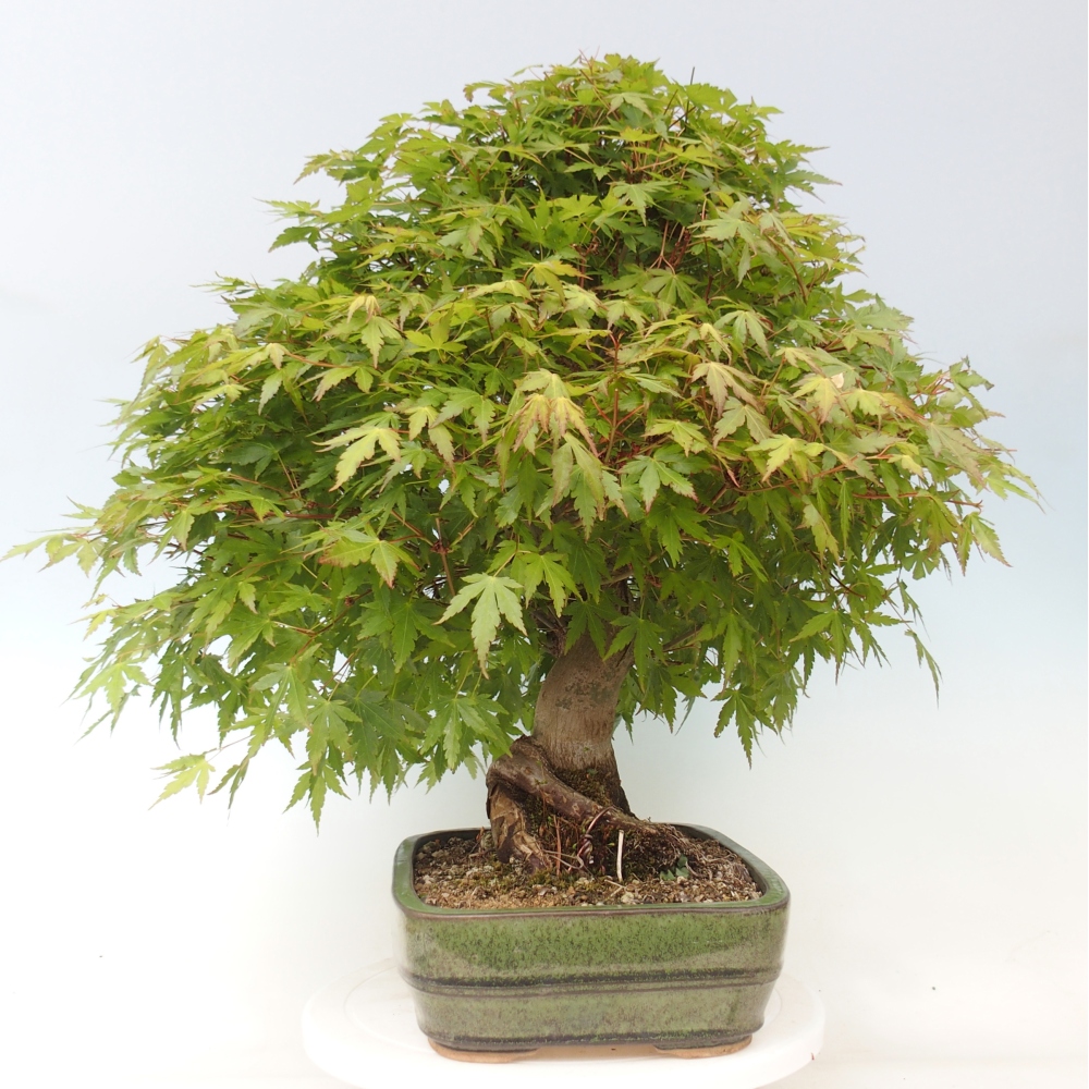 Bonsai für den Außenbereich - Acer palmatum - Vorbereitung NUR auf Paletten