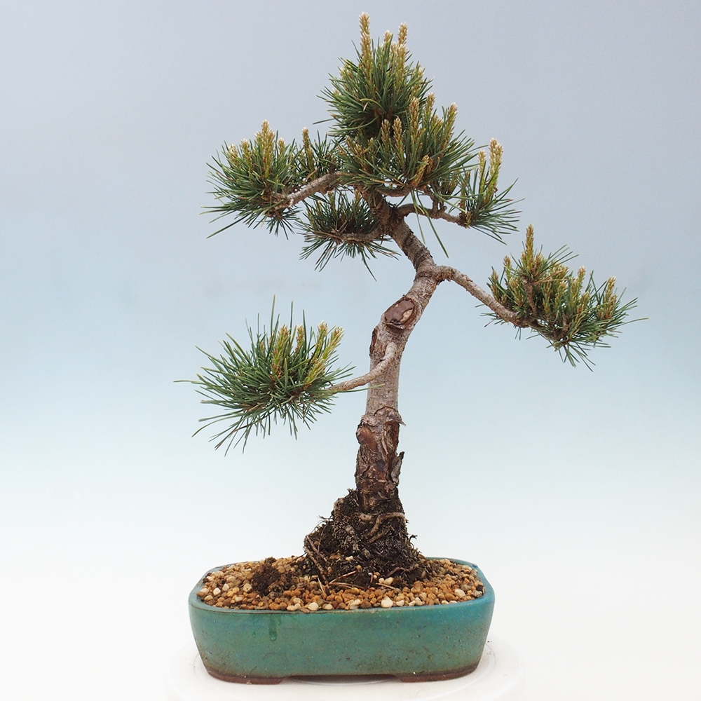 Bonsai im Freien - Pinus Sylvestris - Waldkiefer