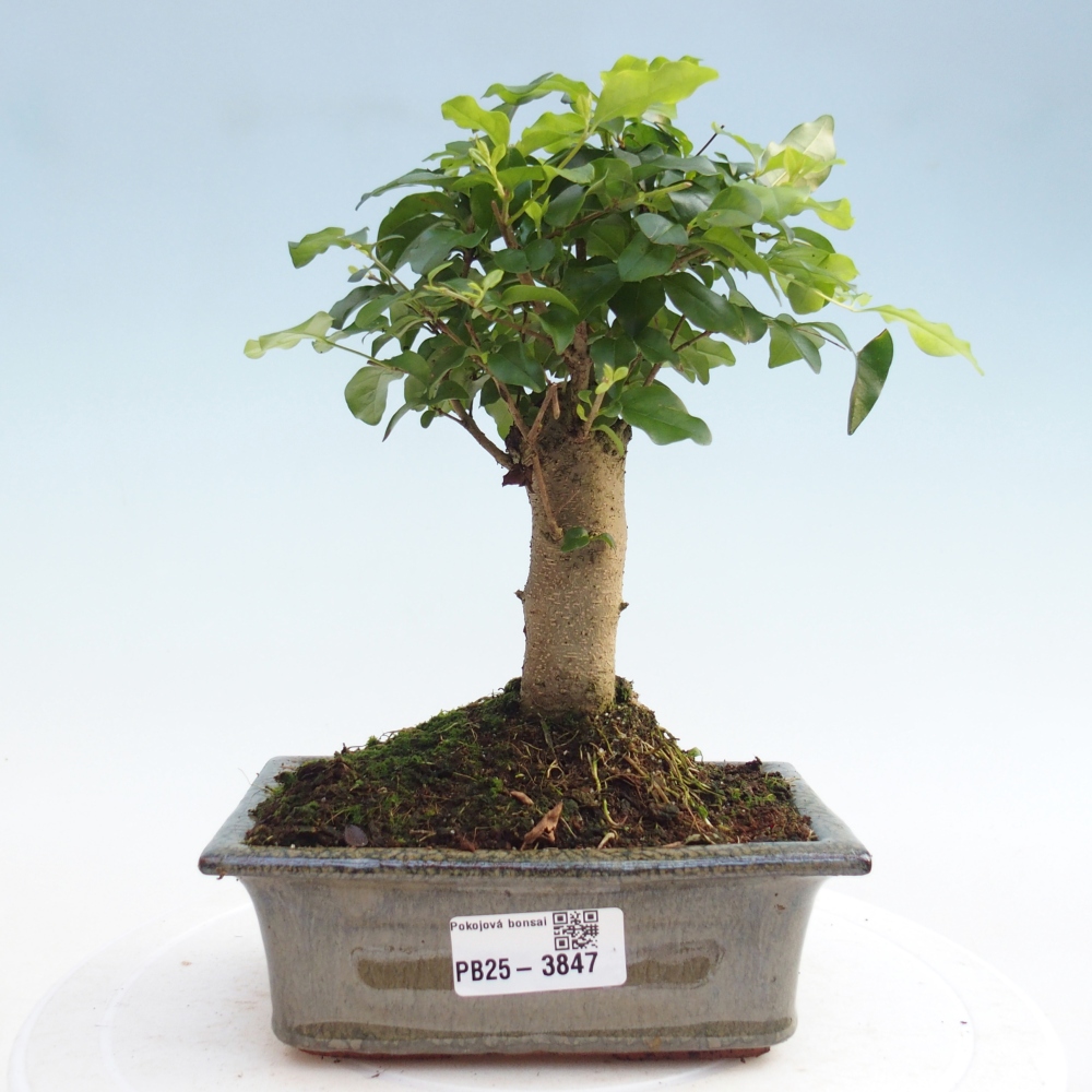 Zimmer Bonsai -Ligustrum chinensis - Vogelschnabel