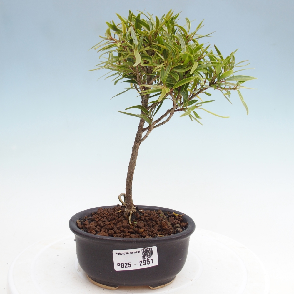 Zimmerbonsai - Ficus nerifolia - kleinblättriger Ficus
