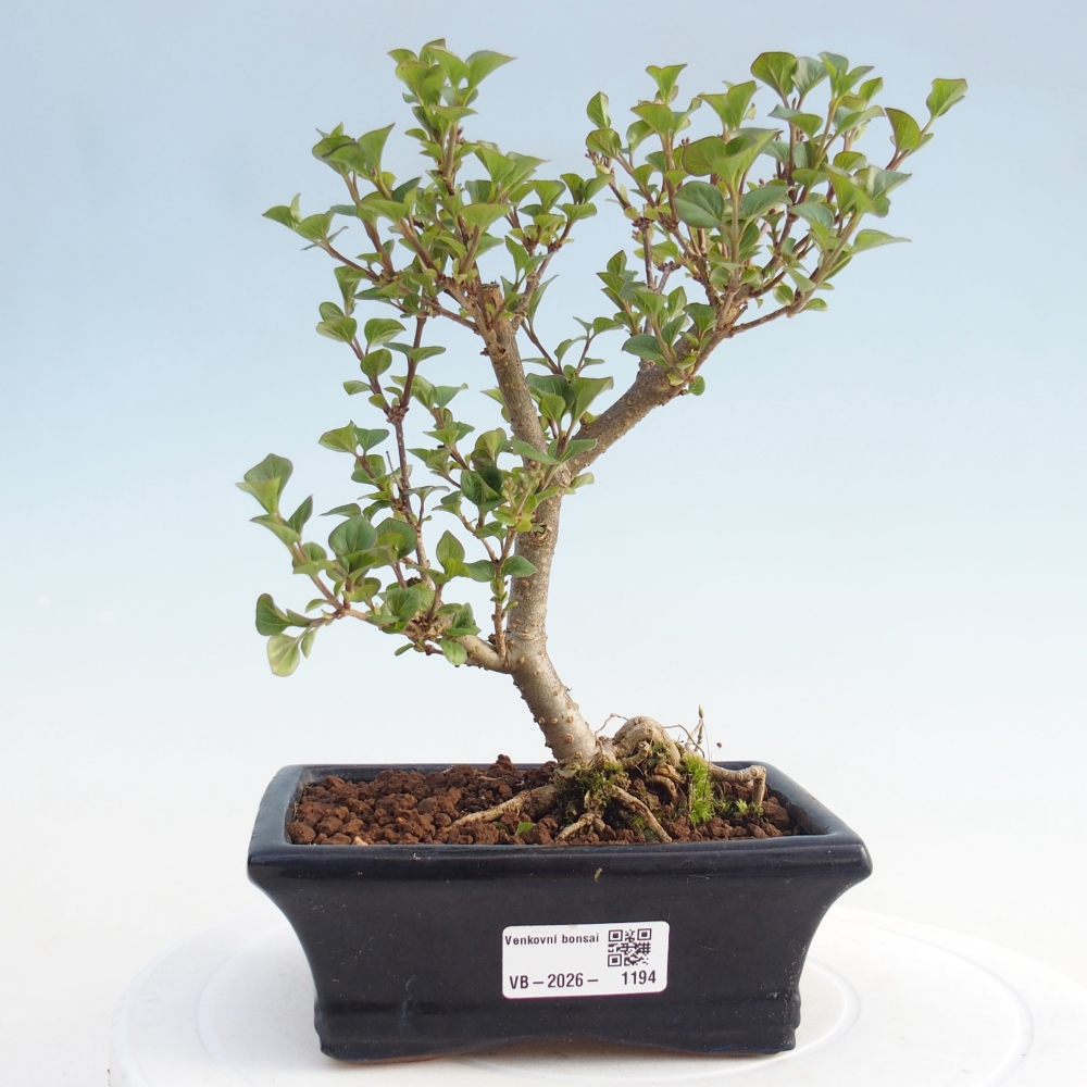 Bonsai für draußen - Syringa Meyeri Palibin - Meyer's Flieder