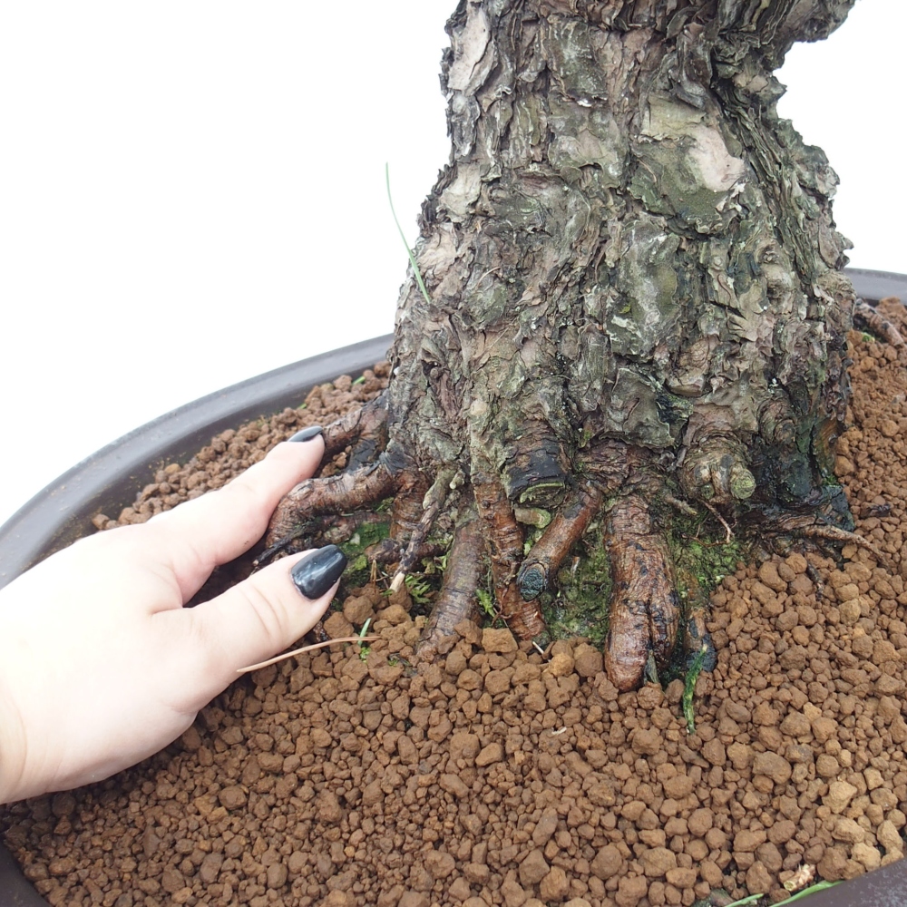 Outdoor-Bonsai - Pinus thunbergii - Thunbergkiefer