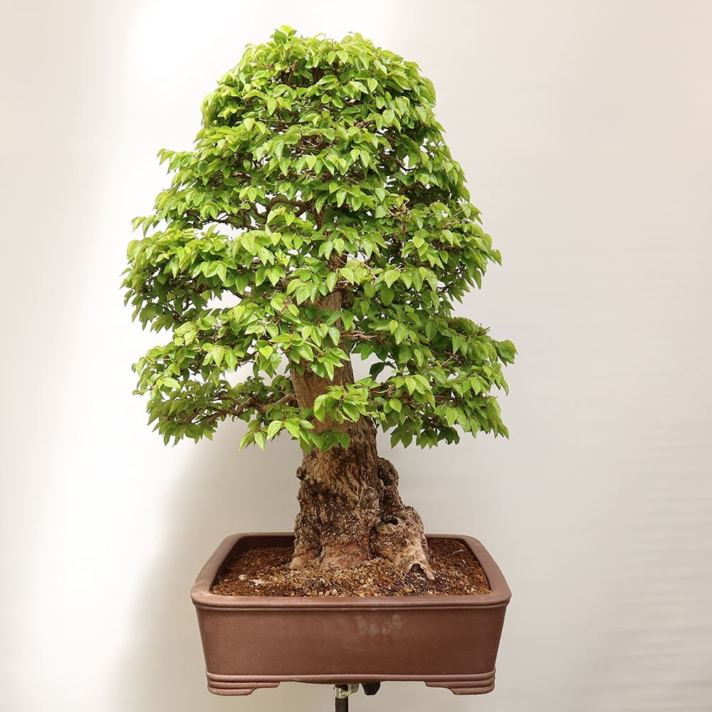 Bonsai im Freien - Carpinus Coreana - Koreanische Hainbuche