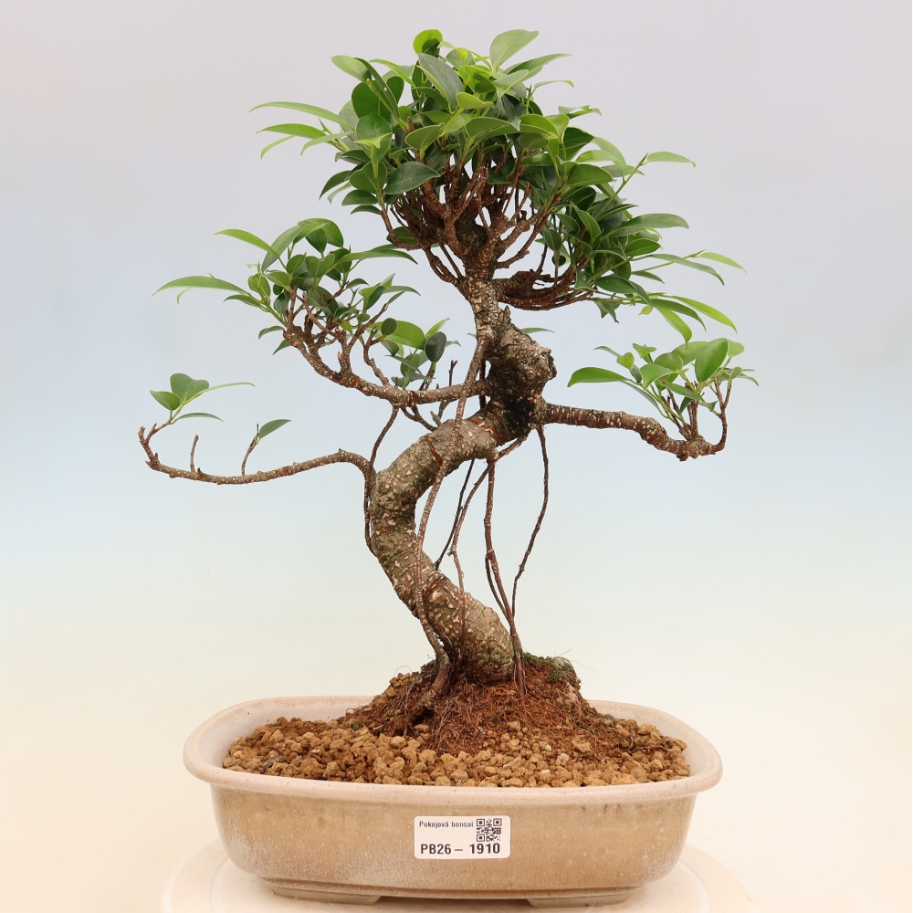 Zimmerbonsai - Ficus kimmen - Kleinblättriger Ficus