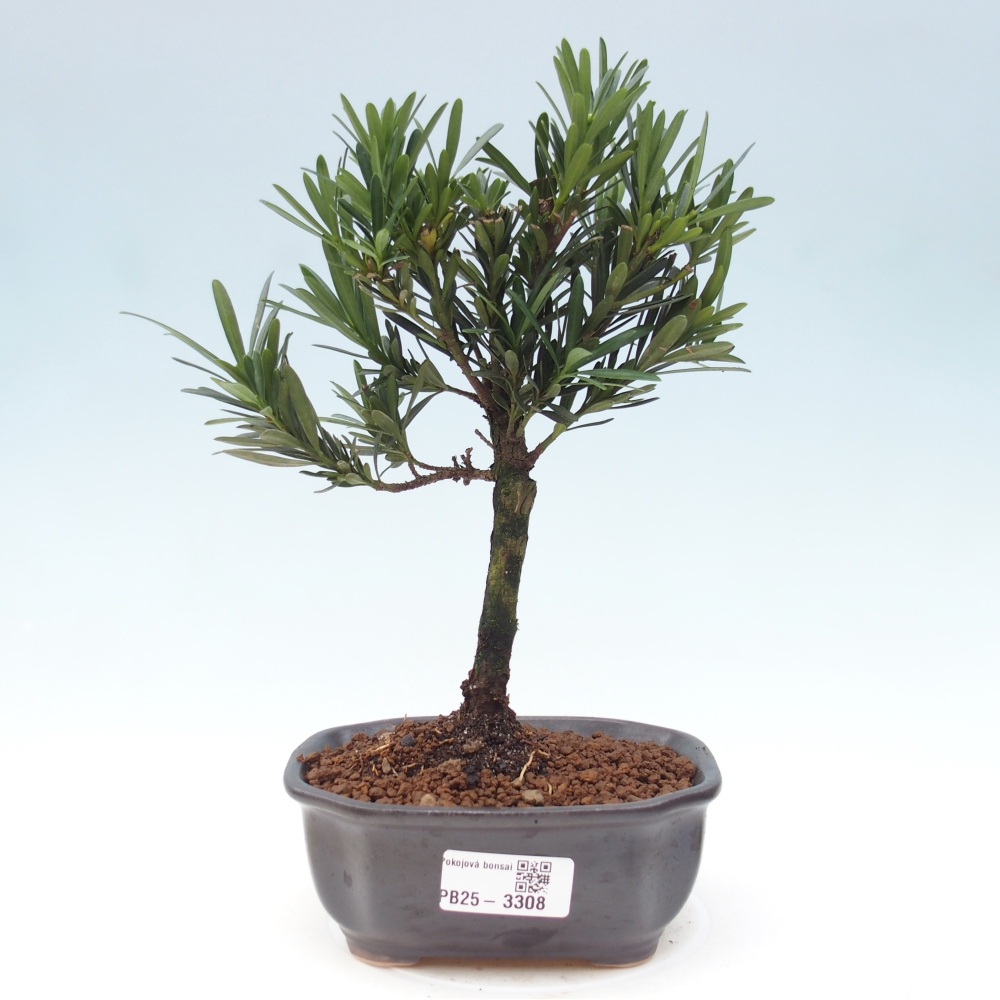 Zimmerbonsai - Podocarpus - Stein-Eibe