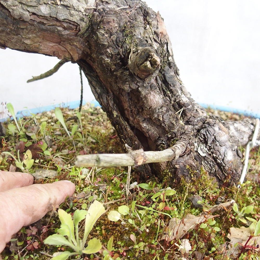 Yamadori - Pinus sylvestris 