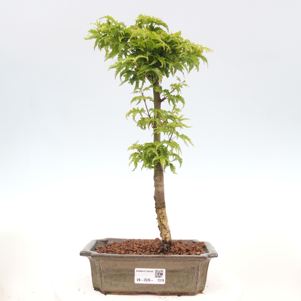 Bonsai für draußen -Javor-Palme Acer palmatum Shishigashira