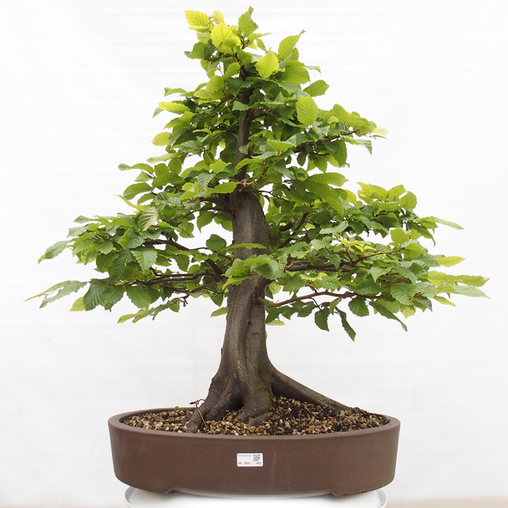 Bonsai im Freien - Hainbuche - Carpinus betulus