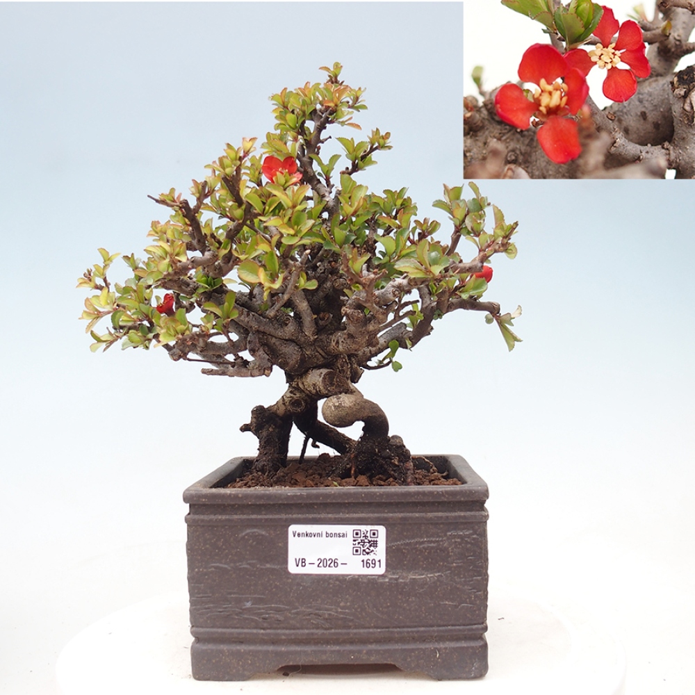 Bonsai für draußen - Chaneomeles speciosa - Quitte