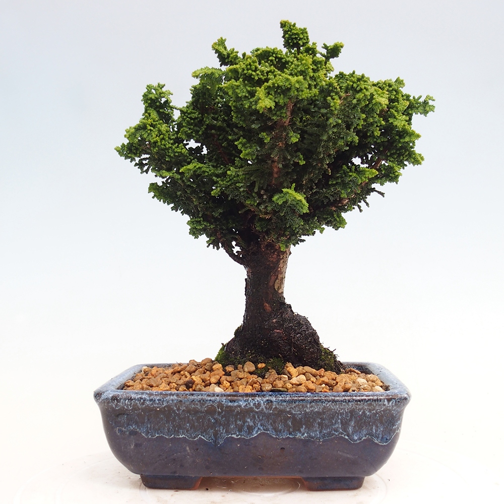 Bonsai im Freien - Cham. obtusa SEKKA HINOKI - Zypresse