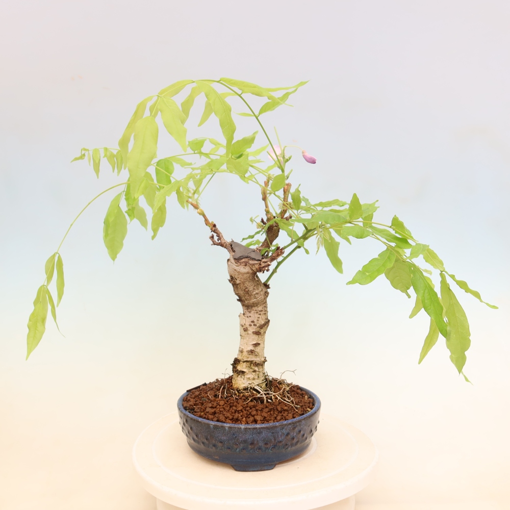Bonsai für draußen - Wisteria floribunda