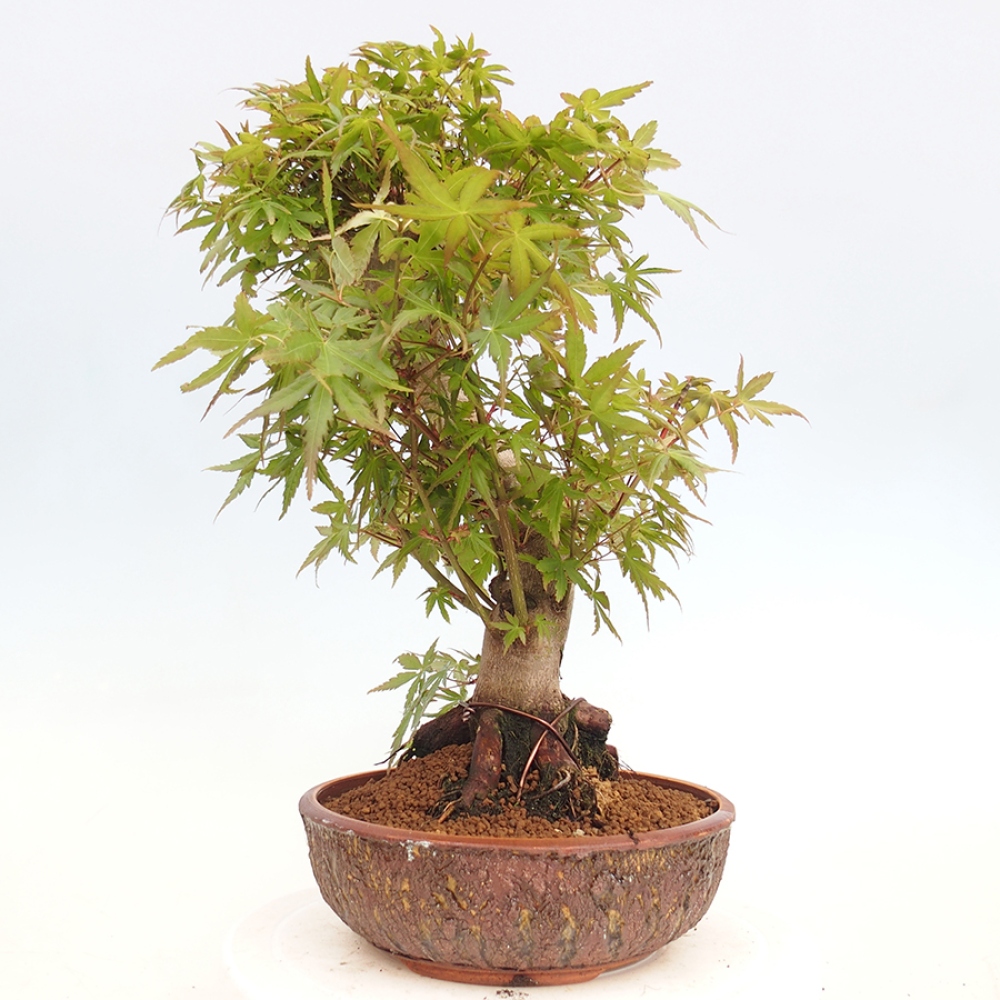 Bonsai im Freien - Acer palmatum - Auburn Ahorn
