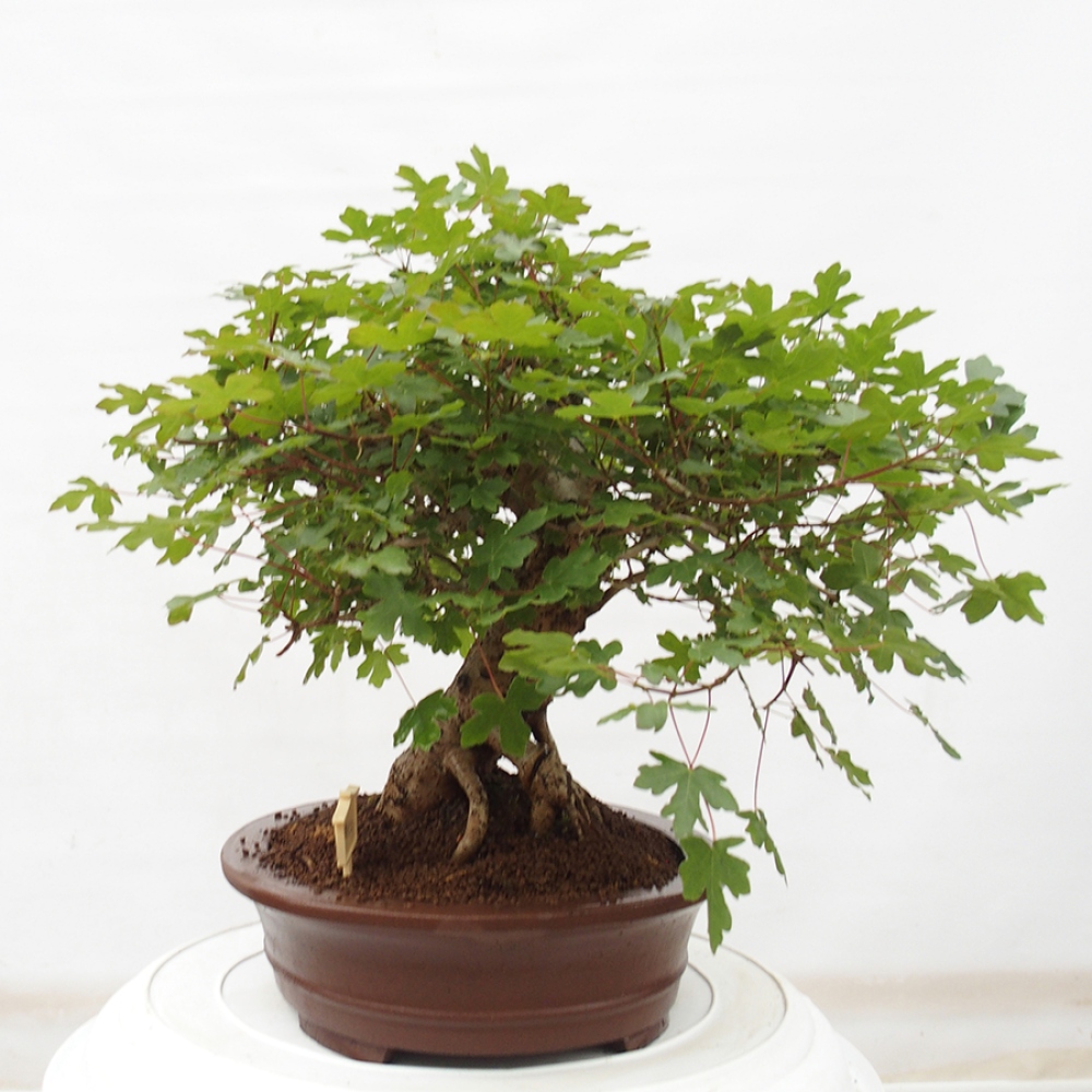 Outdoor-Bonsai - Acer Campestre - Baby-Ahorn