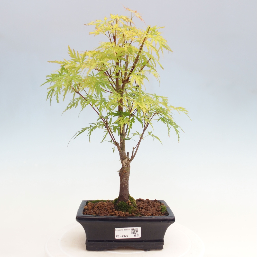 Bonsai im Freien - Acer palmatum Dissectum - japanischer Ahorn 