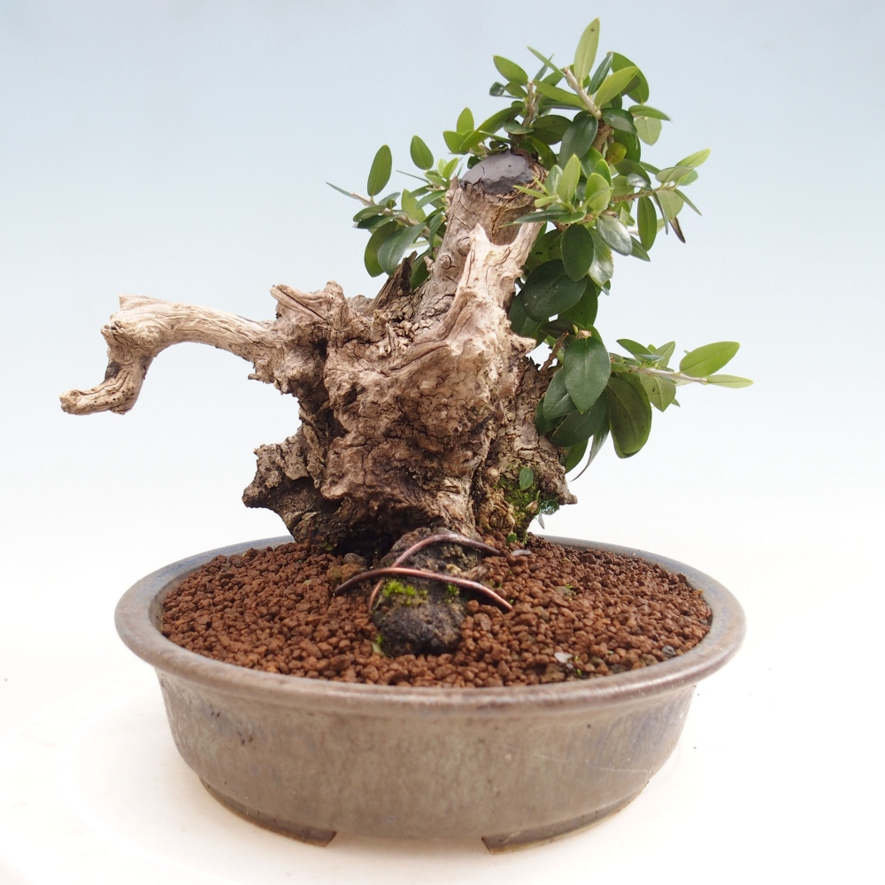 Indoor-Bonsai - Olea europaea sylvestris - Europäisches kleinblättriges Olivenöl