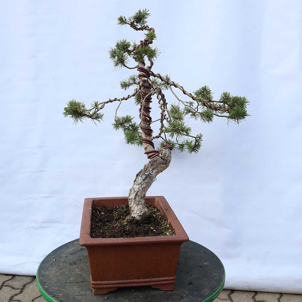 Pinus sylvestris Spanien – Waldkiefer