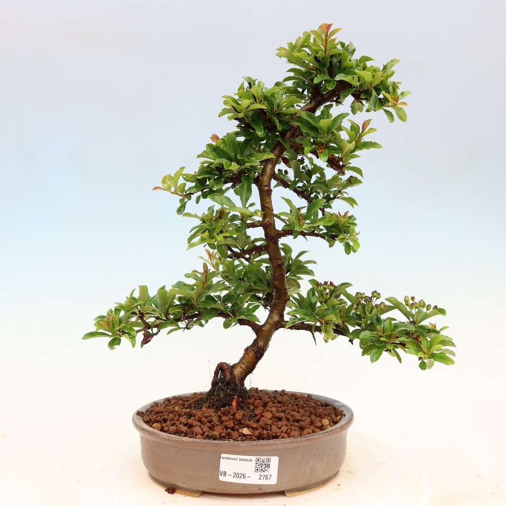 Bonsai für den Außenbereich – Pyracantha teton – Feuerdorn