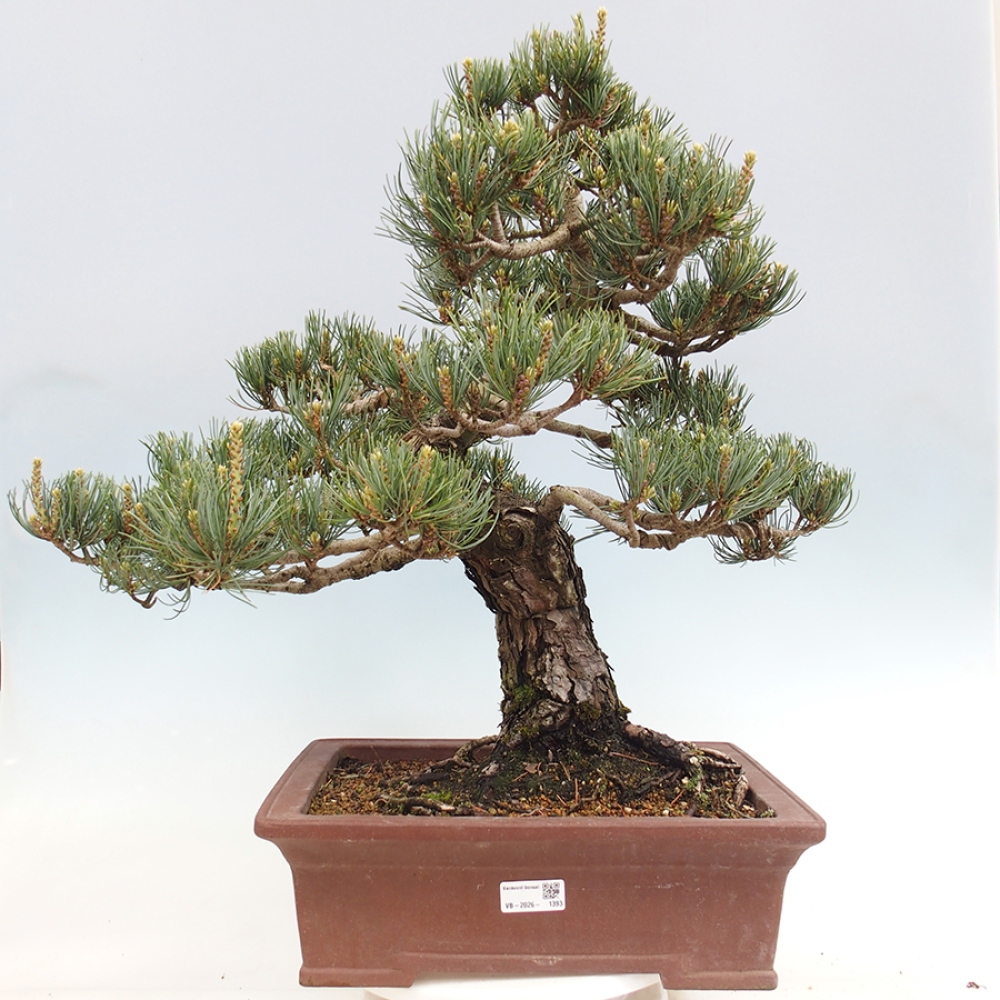 Bonsai für draußen - Pinus parviflora - Pinus parviflora