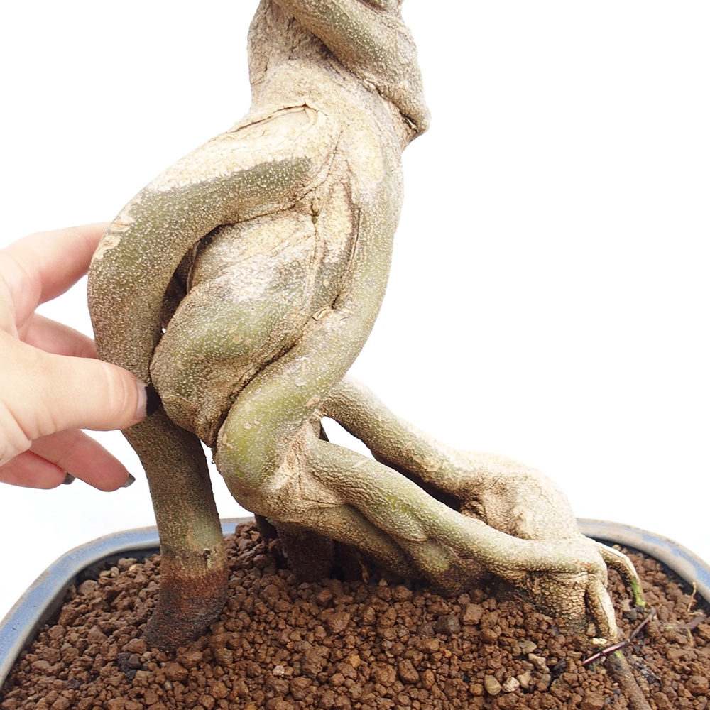 Bonsai im Freien - Ahorn Buergerianum - Burger Maple