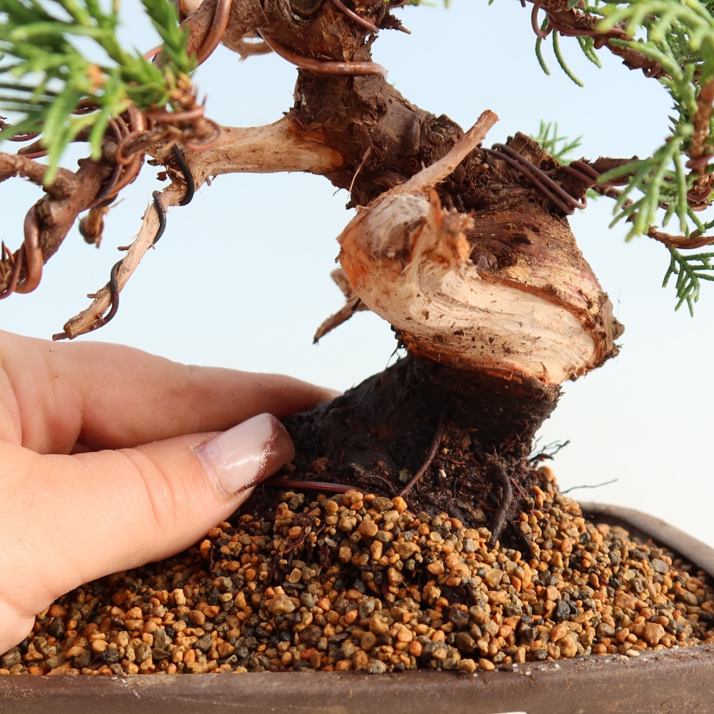 Outdoor bonsai - Juniperus chinensis Itoigawa - Chinese juniper
