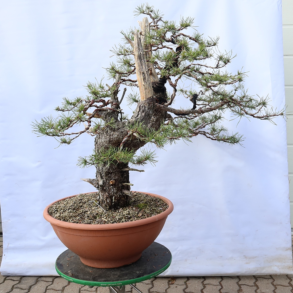 Pinus sylvestris Spanien – Waldkiefer