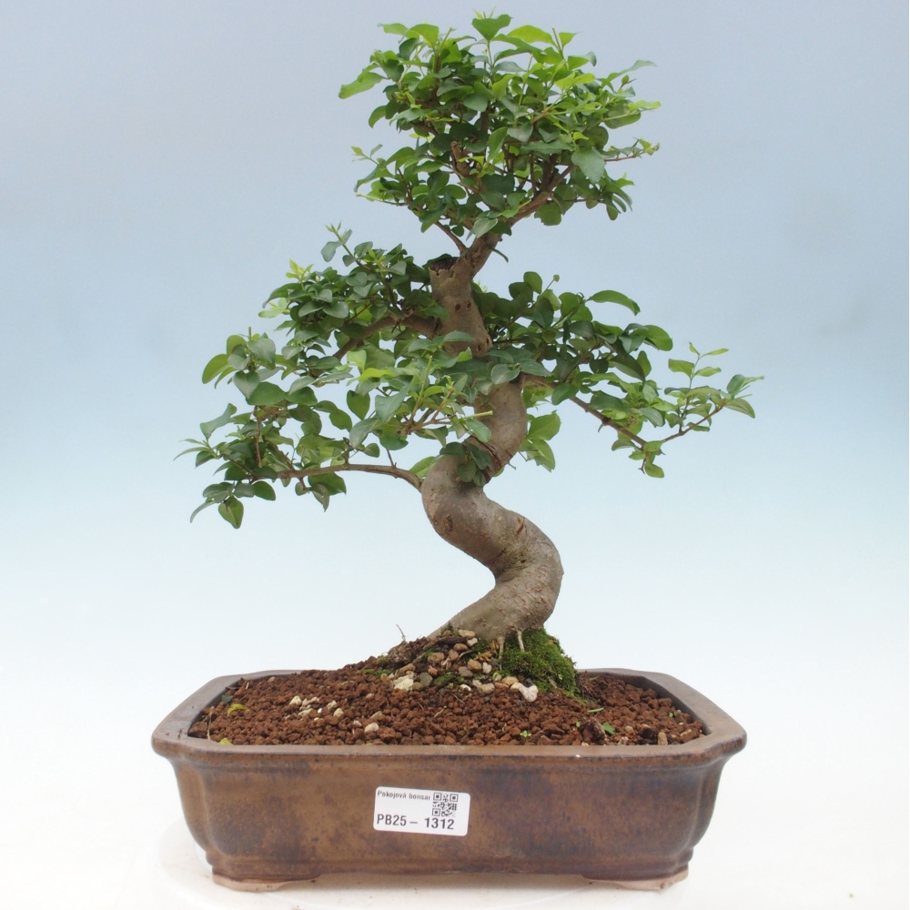Zimmerbonsai - Ligustrum chinensis - Vogelperspektive