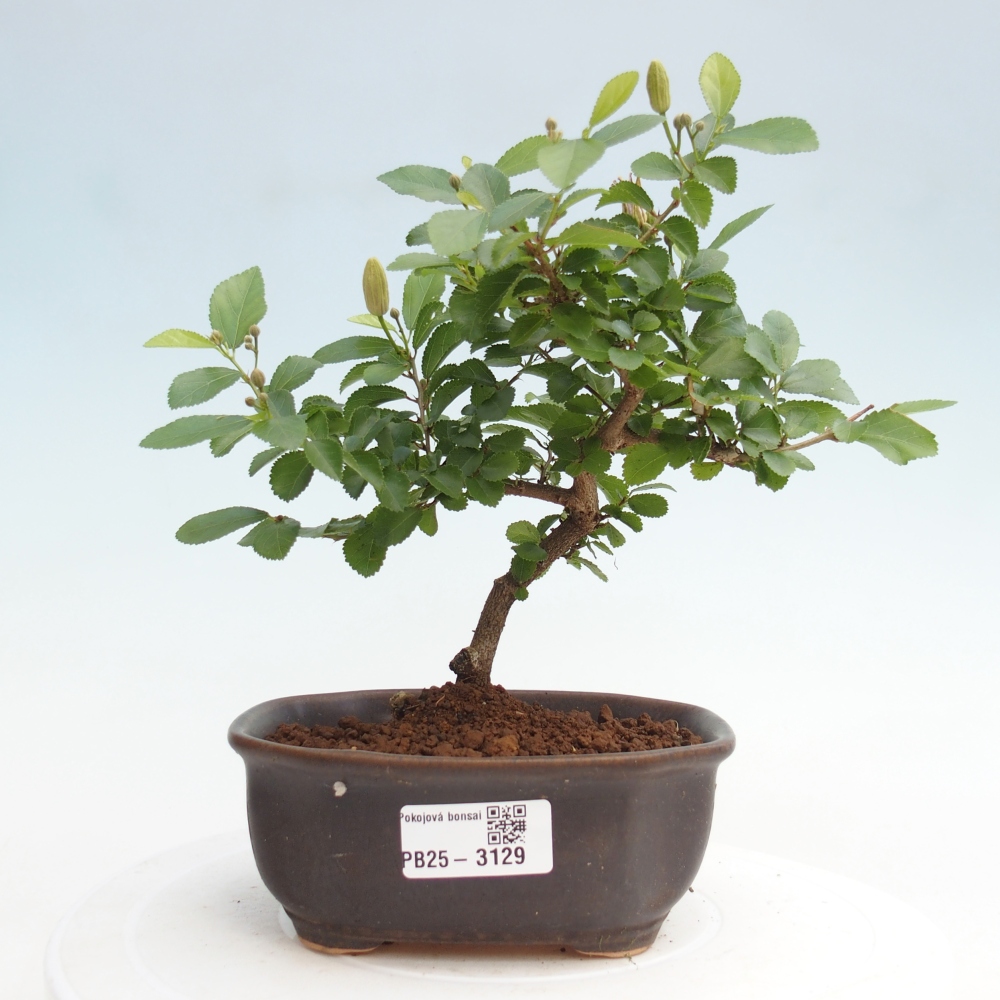 Zimmerbonsai - Grewia occidentalis - Lavendelstern