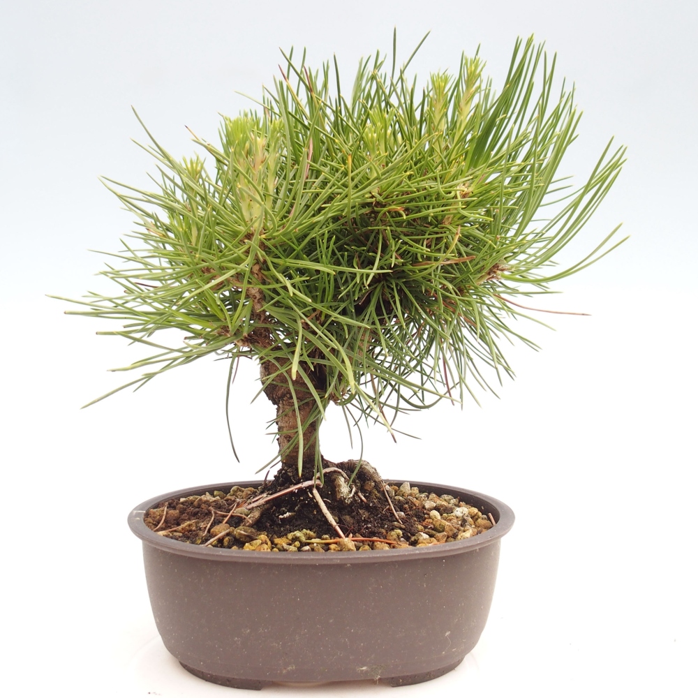 Bonsai im Freien - Pinus thunbergii - Thunbergia-Kiefer