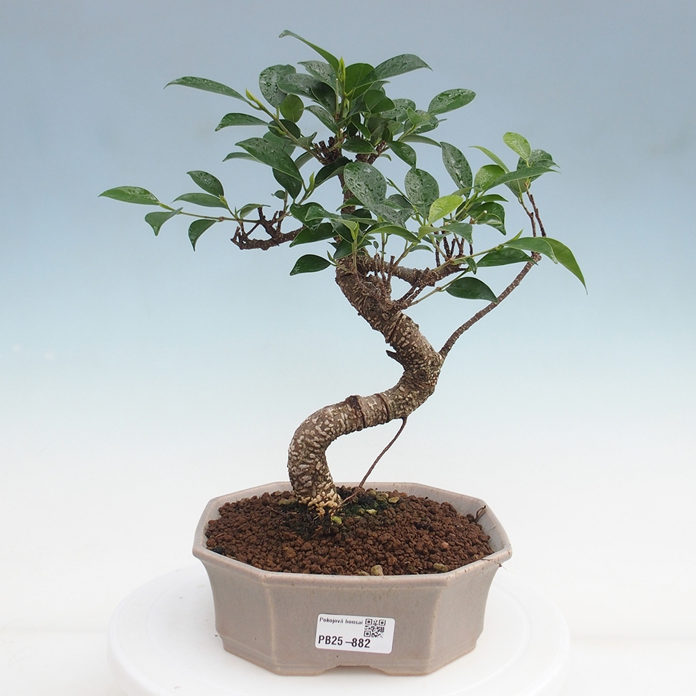 Indoor-Bonsai - Ficus retusa - kleiner Ficus