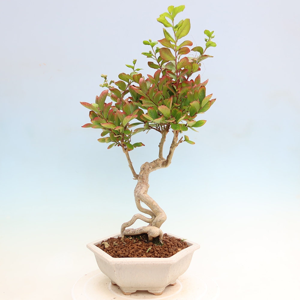 Zimmerbonsai – Lagerstroemia indica – Indischer Flieder