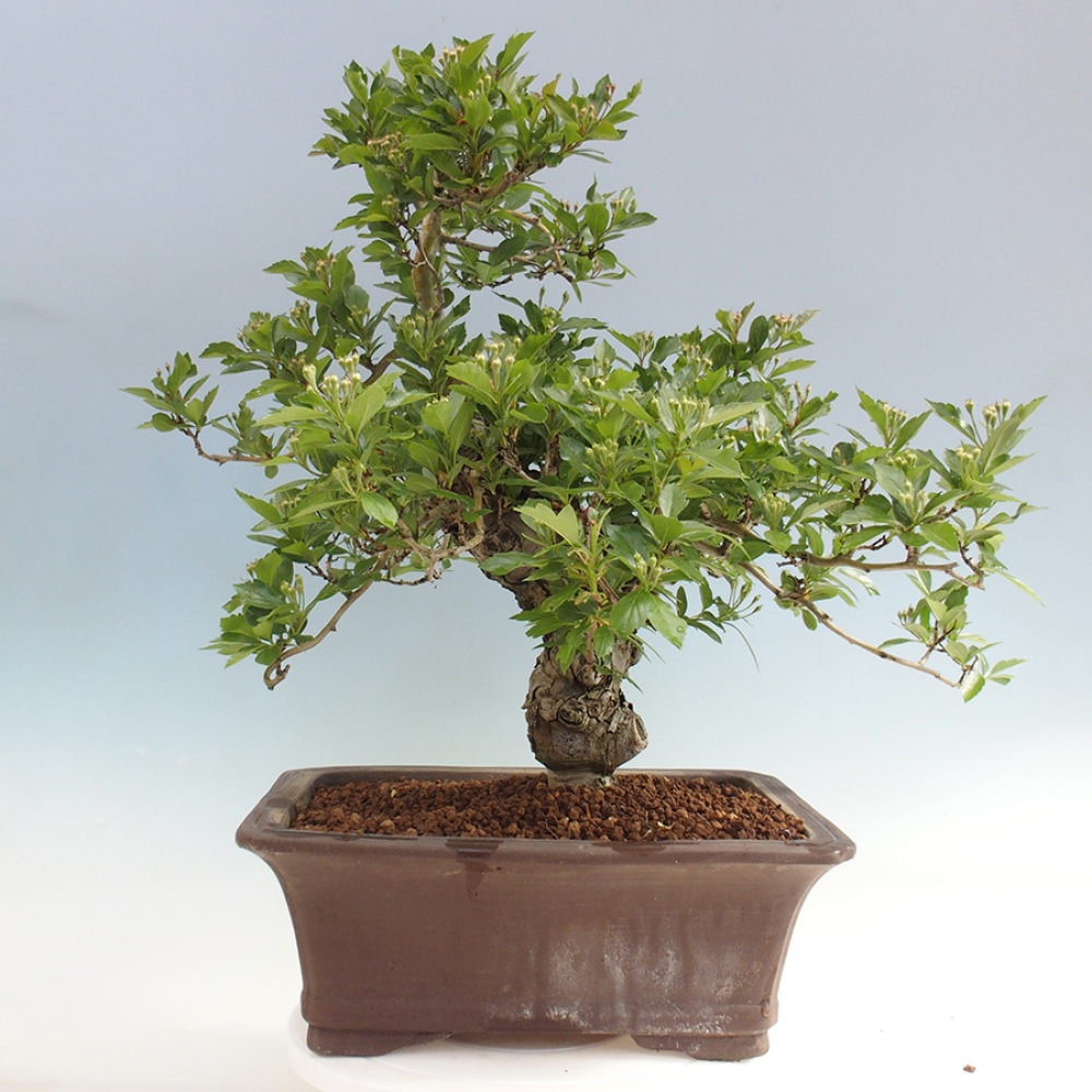 Bonsai im Freien - Weißdorn - Crataegus cuneata