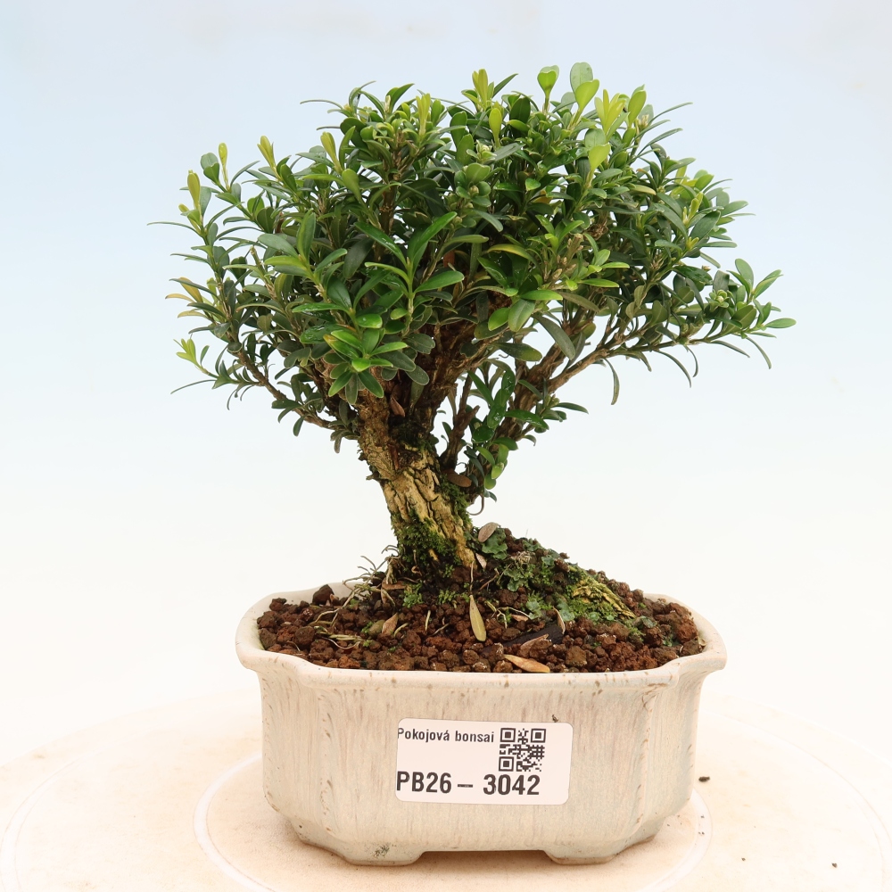 Zimmer Bonsai - Buxus harlandii - Korkbuxus