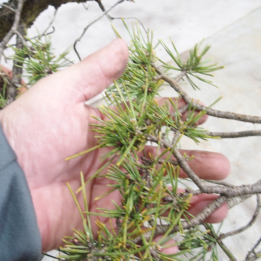 Yamadori - Pinus sylvestris 