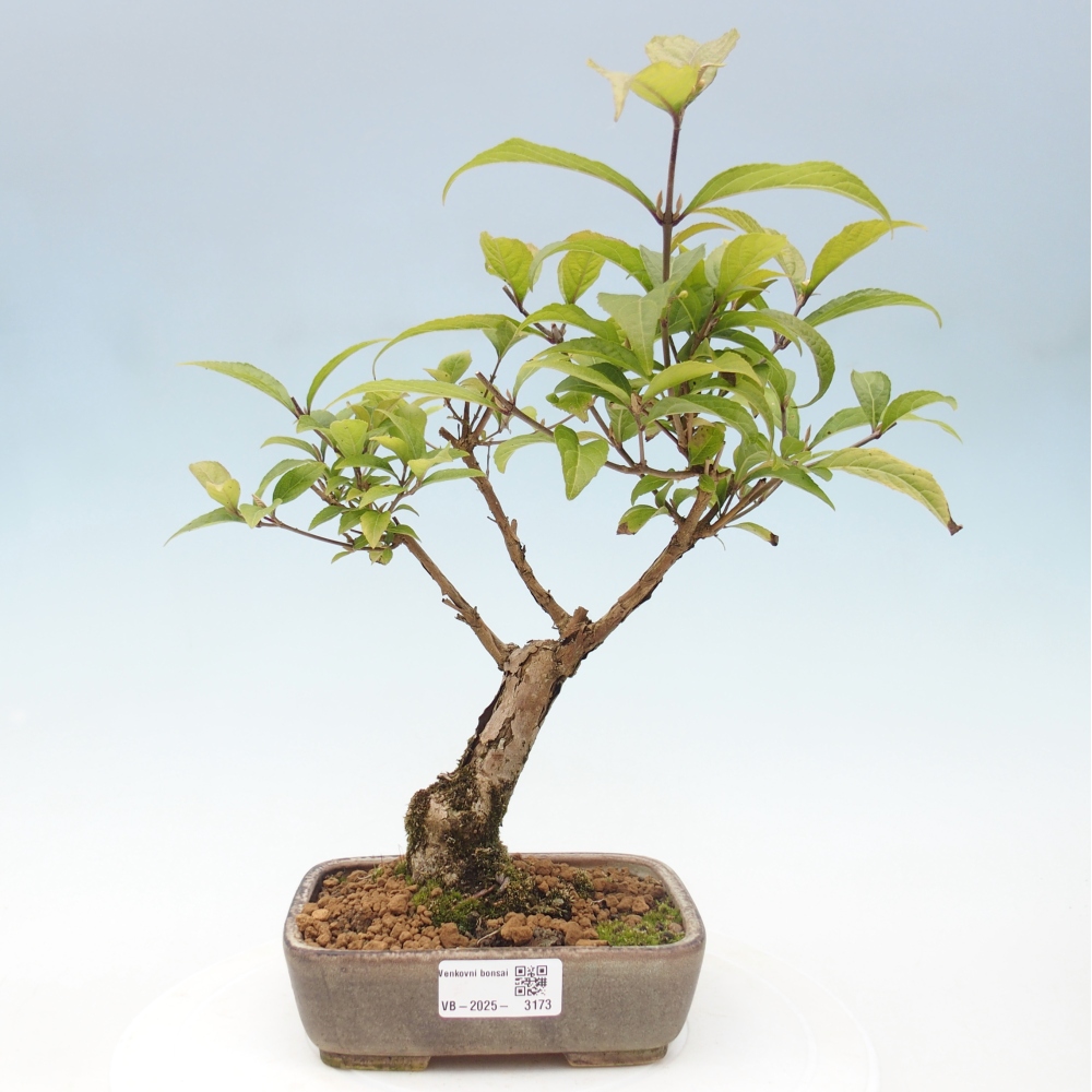 Bonsai im Freien - wunderschöne Pflanze - Callicarpa japonica