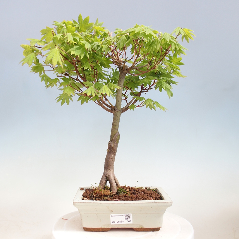 Bonsai im Freien - Ahorn palmatum katsura GISAN - Ahorn palmat