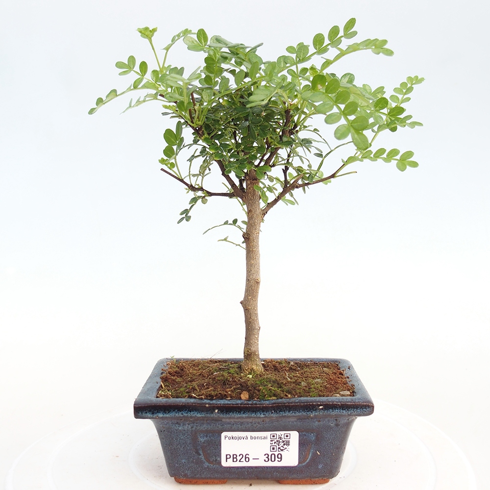 Zimmer Bonsai - Zantoxylum piperitum - Pfefferbaum