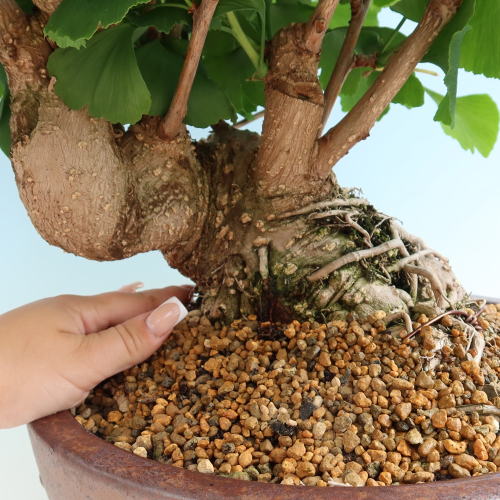 Bonsai für draußen - Ginkgo biloba - Ginkgo biloba