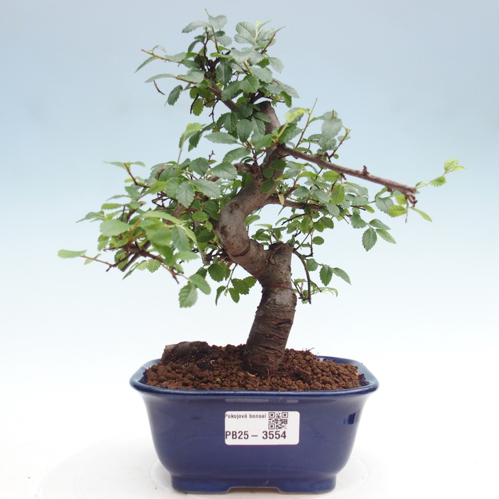 Zimmerbonsai - Ulmus parvifolia - Kleinblättrige Ulme