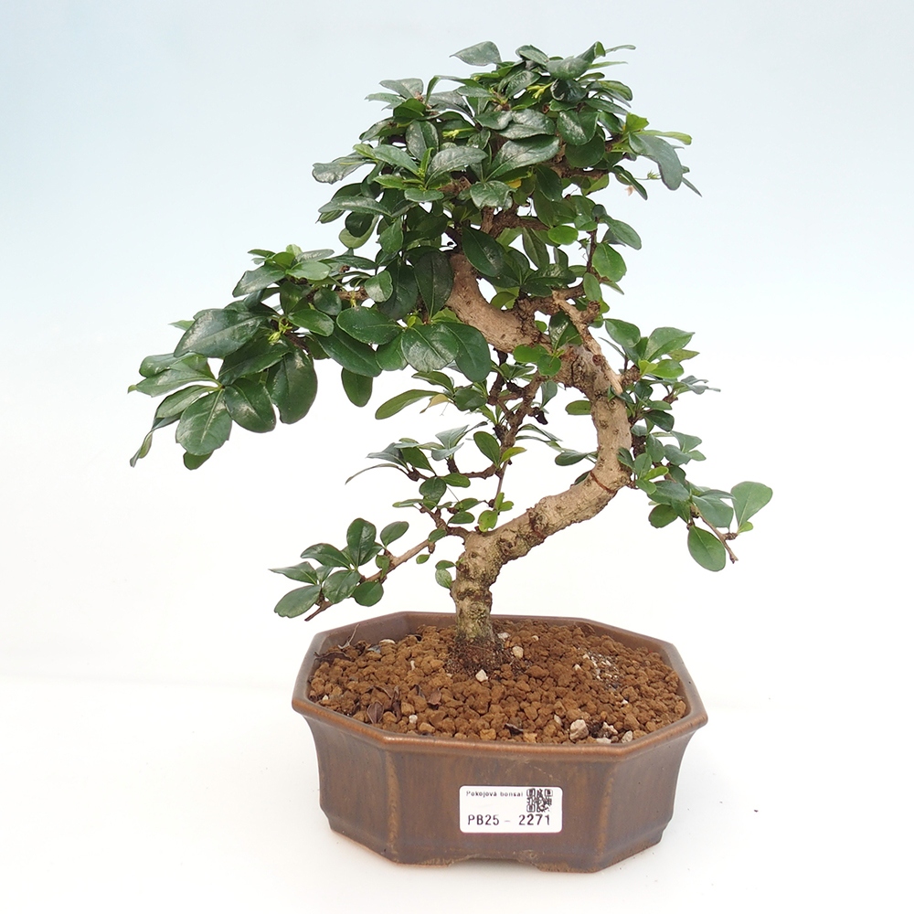 Zimmer Bonsai - Carmona macrophylla - Tea Fuki