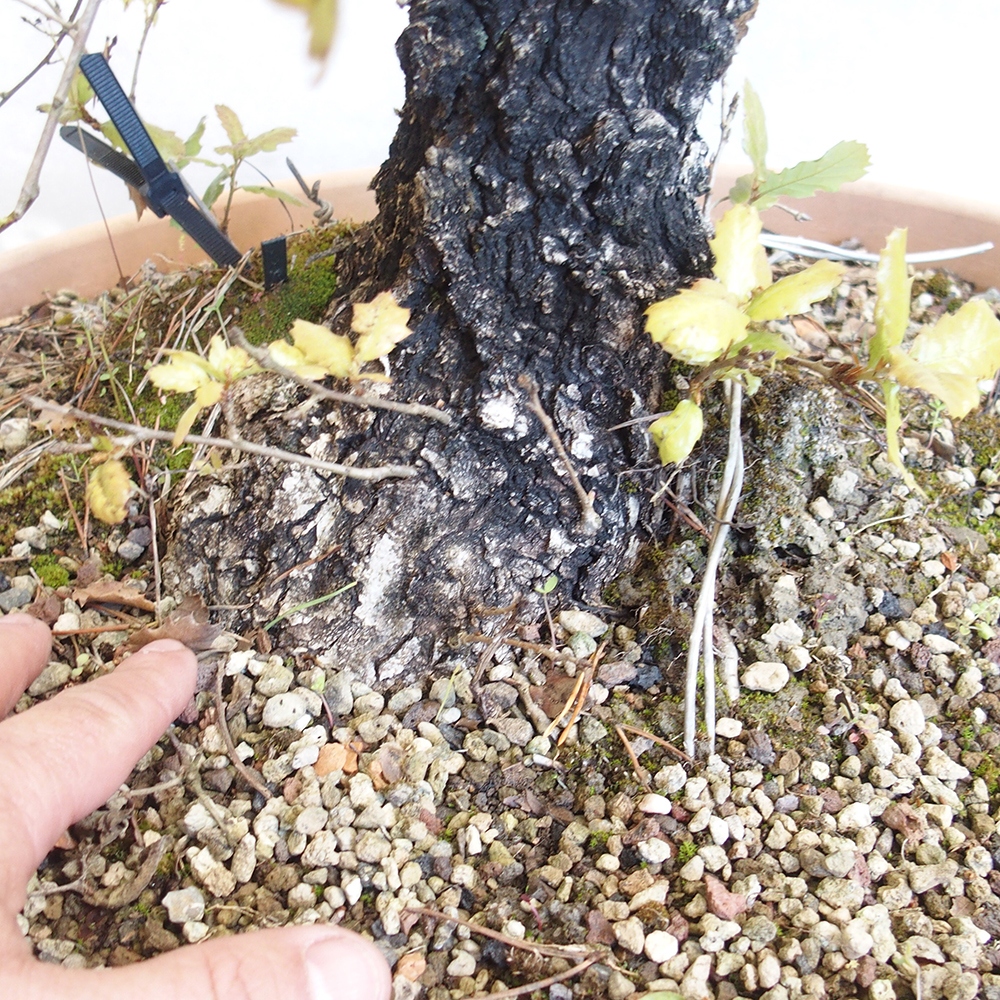 Freilandbonsai Quercus Cerris - Eiche Cer