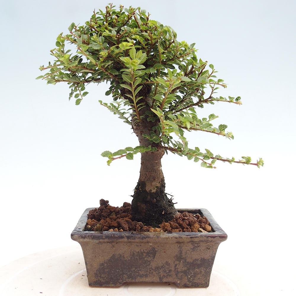 Bonsai im Freien - Ulmus parvifolia Hokkaido - Chinesische Ulme