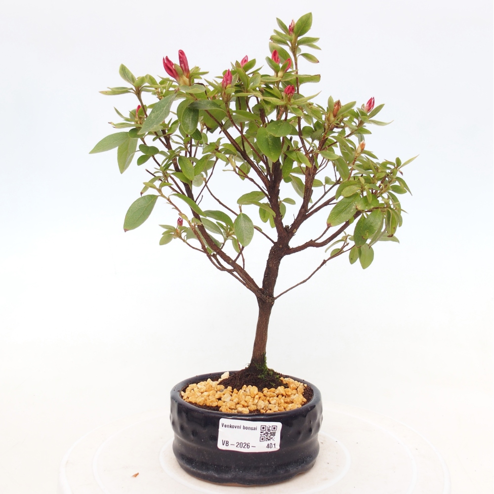 Bonsai für draußen - Japanische Azalee - Azalea sp.