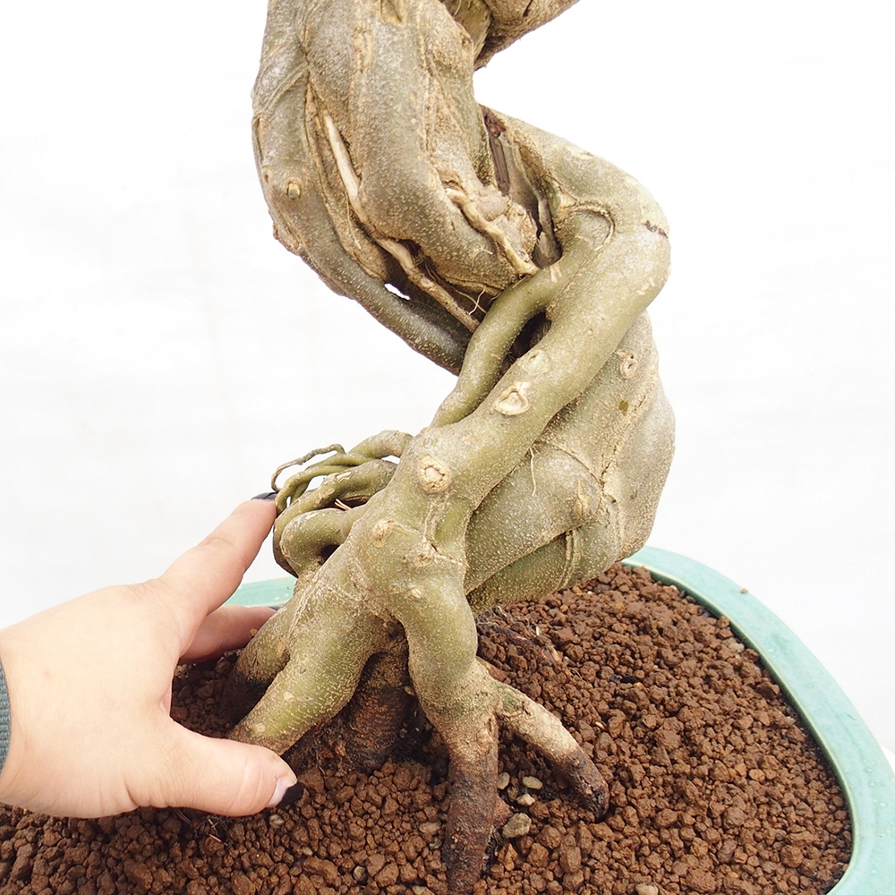 Bonsai im Freien - Ahorn Buergerianum - Burger Maple