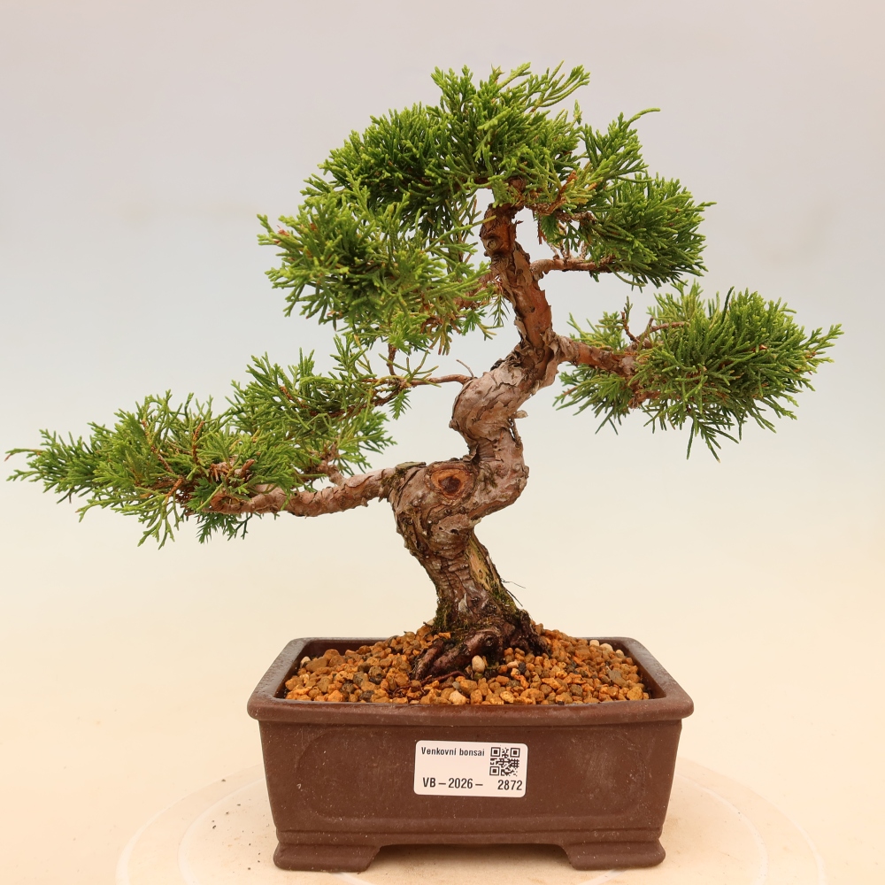 Bonsai für draußen - Juniperus chinensis Itoigawa
