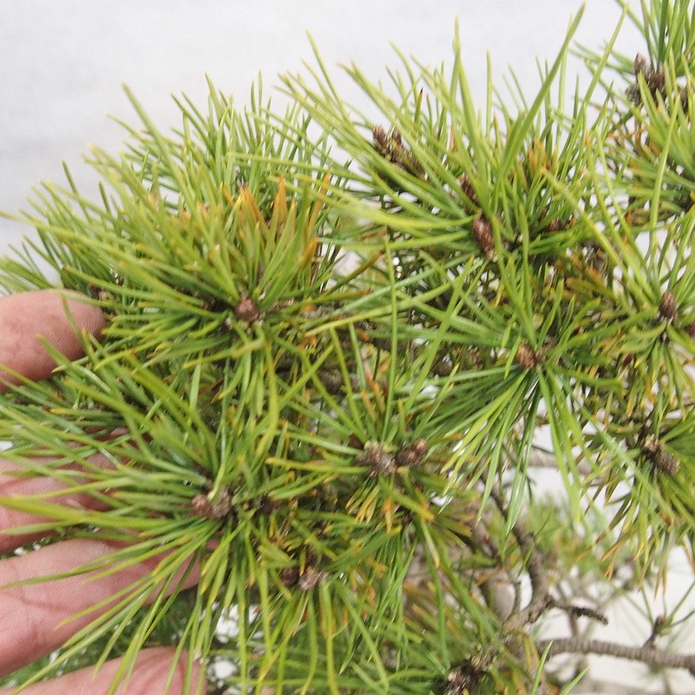 Yamadori - Pinus sylvestris 