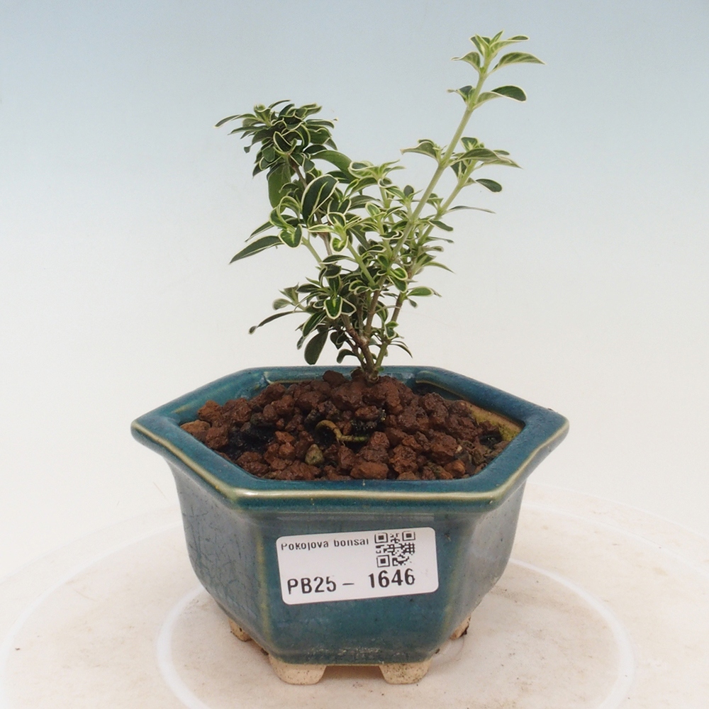 Zimmerbonsai - Serissa foetida Variegata - Baum der tausend Sterne