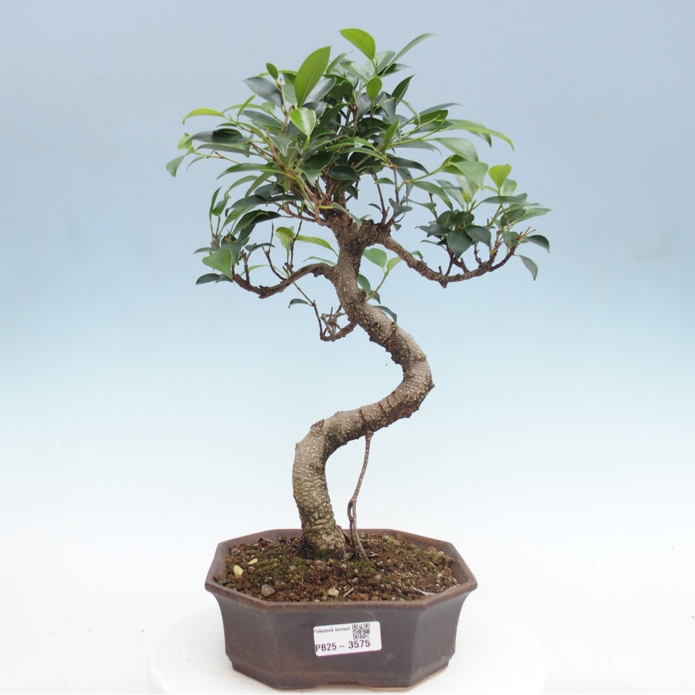 Zimmerbonsai - Ficus retusa - Kleinblättriger Ficus