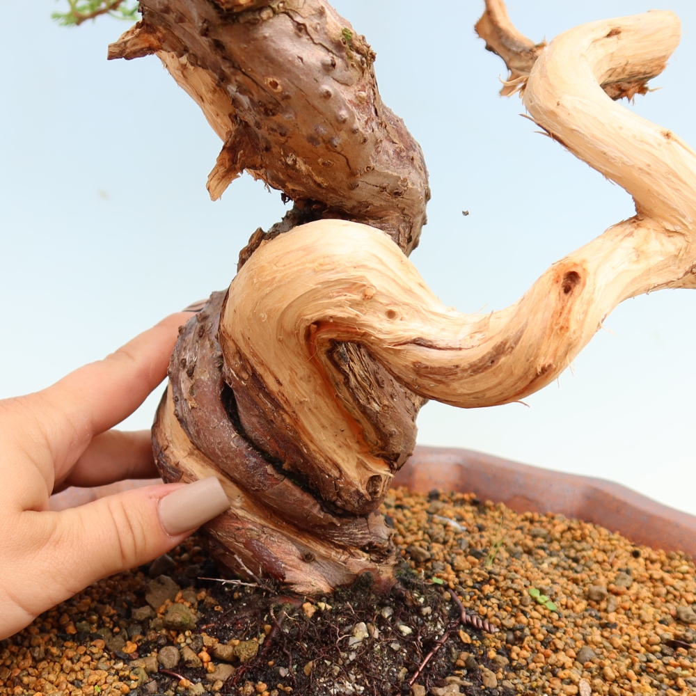 Bonsai für draußen - Juniperus chinensis Itoigawa-Juniperus chinensis