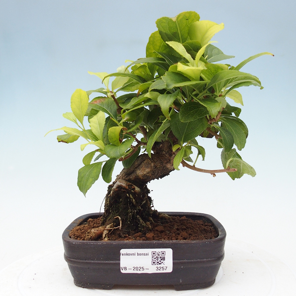 Outdoor-Bonsai - Celastrus Jesenec